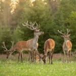 Wälder bieten essenziellen Lebensraum für eine Vielzahl von Tieren, Pflanzen und anderen Organismen.