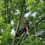 Der Baum, E5-1
