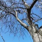 Der Baum, E5-4