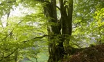 Notwendige Versicherung